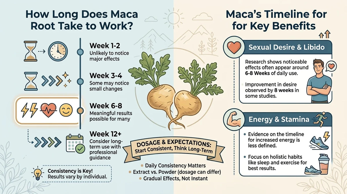 Maca root powder and capsules with a timeline showing how long maca takes to work