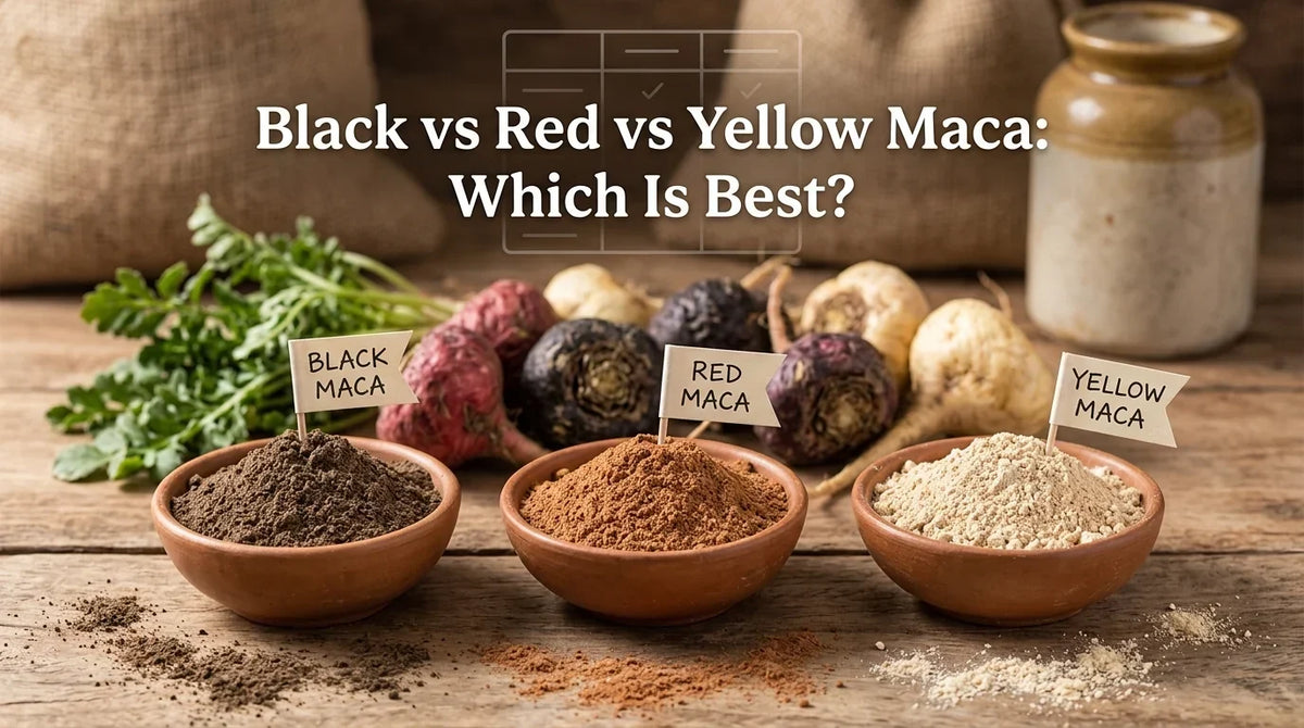 Black red and yellow maca roots showing different gelatinized maca varieties