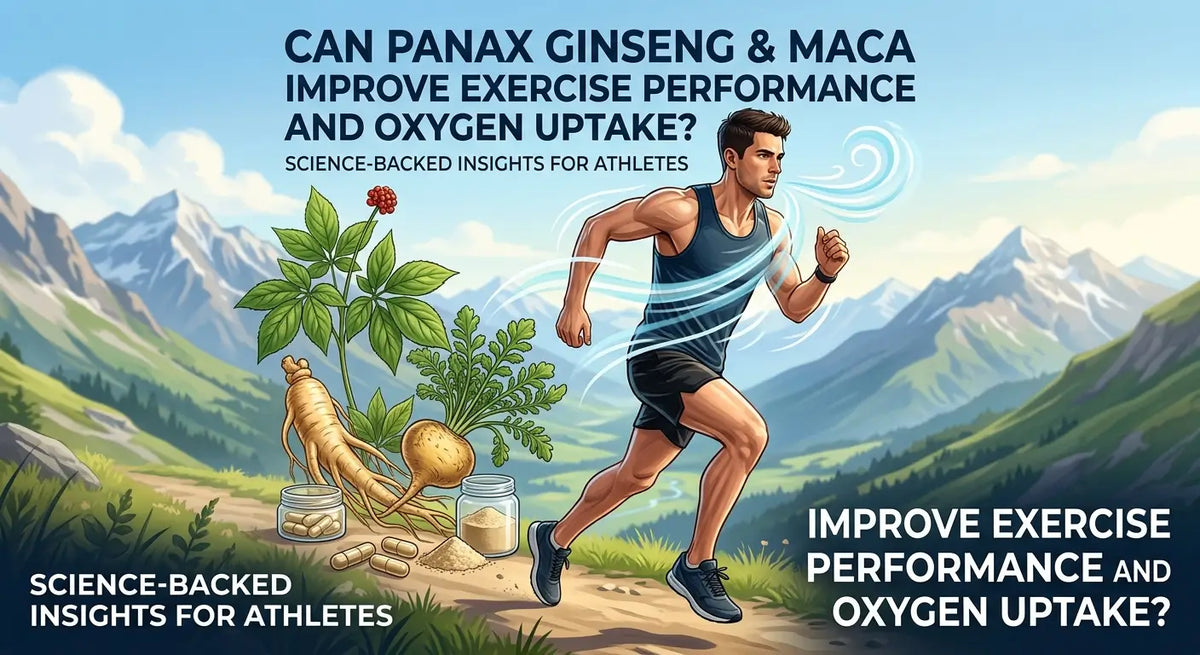 Panax ginseng roots and maca root powder representing research into natural supplements for exercise endurance and aerobic performance.